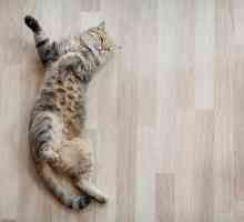 फर्श पर मेरी बिल्ली दीवार क्यों है?