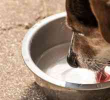 मेरा कुत्ता बहुत पानी क्यों पीता है?