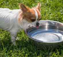 मेरा कुत्ता पानी क्यों नहीं पीता?