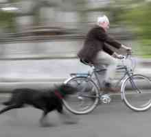 मेरा कुत्ता कार, मोटरसाइकिल या बाइक का पीछा क्यों करता है?