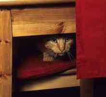 बिल्लियों क्यों छुपाते हैं?