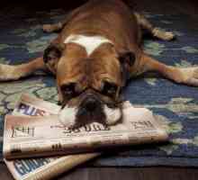 कुत्ते को दंडित करने के लिए समाचार पत्र का उपयोग क्यों न करें