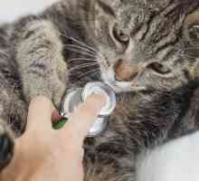 बिल्ली के स्वास्थ्य में रोकथाम (भाग ii)