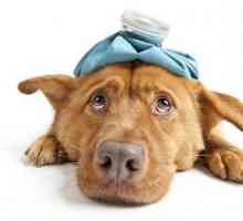 कुत्तों के लिए प्राथमिक चिकित्सा: हेमिलिच युद्धाभ्यास और कार्डियोफुलमोनरी पुनर्वसन