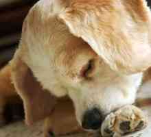व्यवहार की समस्याएं जो आपके कुत्ते की त्वचा को चोट पहुंचा सकती हैं