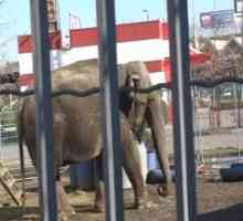 हाथी रम्बा की रिहाई के लिए राष्ट्रीय विरोध