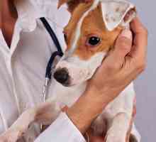 कुत्तों के लिए एलर्जी परीक्षण
