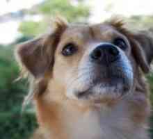 पंटा एरेनास का एक नया कुत्ता घर है और पिल्ले के लिए एक संस्कार स्थापित करेगा
