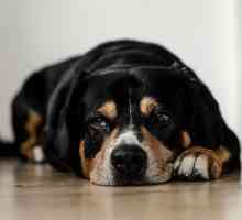 अच्छे से प्यार करें: अपने कुत्ते में अलगाव चिंता से बचें
