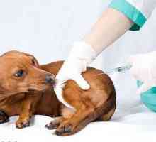 आपके कुत्ते के पास क्या टीका होनी चाहिए