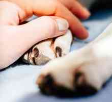 कुत्तों में इंटरडिजिटल सिस्ट - लक्षण और उपचार