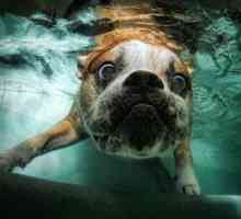 हमारे कुत्ते के साथ पूल में तैरने से पहले हमें क्या विचार करना चाहिए?