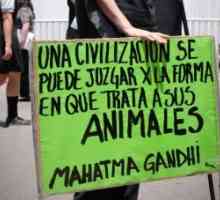 पशु संरक्षण पर चिली कानून क्या कहता है?