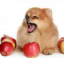 मेरे कुत्ते क्या फल खा सकते हैं? हम आपको 12 विकल्प देते हैं