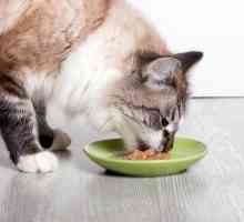 अगर मेरी बिल्ली बहुत तेजी से खाती है तो क्या करें?