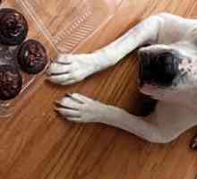 अगर कुत्ता चॉकलेट खाता है तो क्या करें