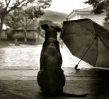 बरसात के दिनों में आप अपने कुत्तों के साथ क्या कर रहे हैं?