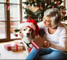 क्रिसमस के लिए मैं अपने कुत्ते को क्या दे सकता हूं?
