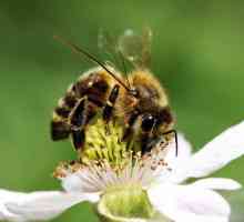 अगर मधुमक्खी नहीं थी तो क्या होगा?