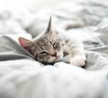 इसका मतलब क्या होता है जब एक बिल्ली बिस्तर का मूत्र पेश करती है?