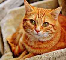 बिल्लियों में रेबीज - लक्षण और संक्रमण