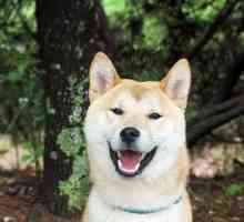 जापानी कुत्तों की नस्लों को आपको पता होना चाहिए
