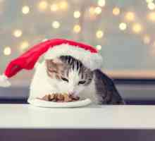 बिल्लियों के लिए क्रिसमस व्यंजनों