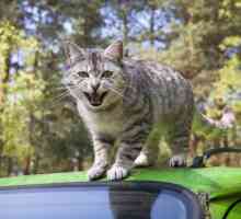 एक बिल्ली के साथ कार द्वारा यात्रा के लिए सिफारिशें