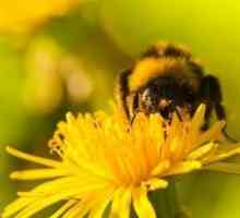 मधुमक्खी स्टिंग के लिए उपाय