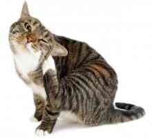 बिल्लियों में fleas के लिए घरेलू उपचार