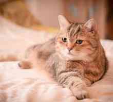 बिल्लियों में आंतों परजीवी के लिए घरेलू उपचार