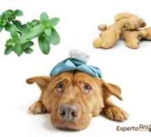 उल्टी के साथ कुत्तों के लिए घरेलू उपचार