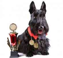 स्पेन में एक कुत्ते सौंदर्य प्रतियोगिता की आवश्यकताएँ