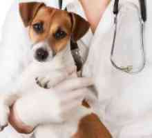 पिल्ले कुत्तों के लिए पशु चिकित्सा संशोधन