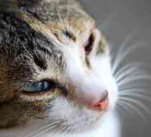 बिल्लियों में पॉलीसिस्टिक गुर्दे - लक्षण और उपचार