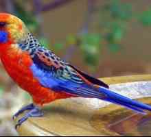 Rosellas या व्यापक पूंछ तोते: इन बहु रंगीन पक्षियों के लिए देखभाल और सलाह
