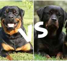 अमेरिकी और जर्मन Rottweiler - प्रत्येक के मतभेद और विशेषताओं