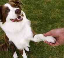 क्या आप जानते थे कि कुत्तों को दाएं हाथ या बाएं हाथ भी हैं