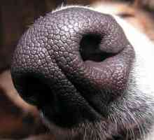 क्या आप जानते थे कि आपके कुत्ते की नाक अद्वितीय है?