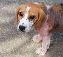 कुत्तों में demodectic scabies - लक्षण और उपचार