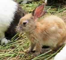 खरगोशों में खरोंच - लक्षण और उपचार