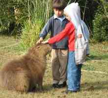 क्या यह एक पालतू जानवर के रूप में एक capybara अपनाने के लिए संभव है या नहीं?