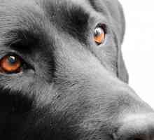 कुत्तों में सेबोरिया - कारण और उपचार