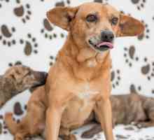 # सेरेन्डेपिया: इस भाग्यशाली मुठभेड़ में शामिल हों और इन 4 कुत्तों में से एक को अपनाना