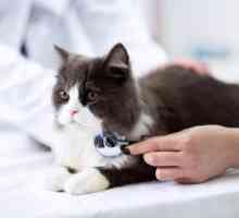 बिल्ली का बच्चा एड्स - संक्रमण, लक्षण और उपचार