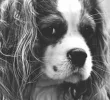 कुत्तों में सिरिंजोमाइलिया - लक्षण और उपचार