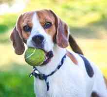 क्या टेनिस गेंद कुत्तों के लिए अच्छी है?