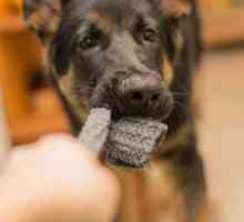 कुत्तों में पिका सिंड्रोम - व्यवहार, लक्षण और उपचार