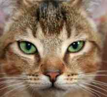 बिल्लियों में यूरोलॉजिकल सिंड्रोम: एक साधारण समाधान के साथ एक गंभीर समस्या