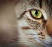 बिल्लियों में ग्लूकोमा के लक्षण